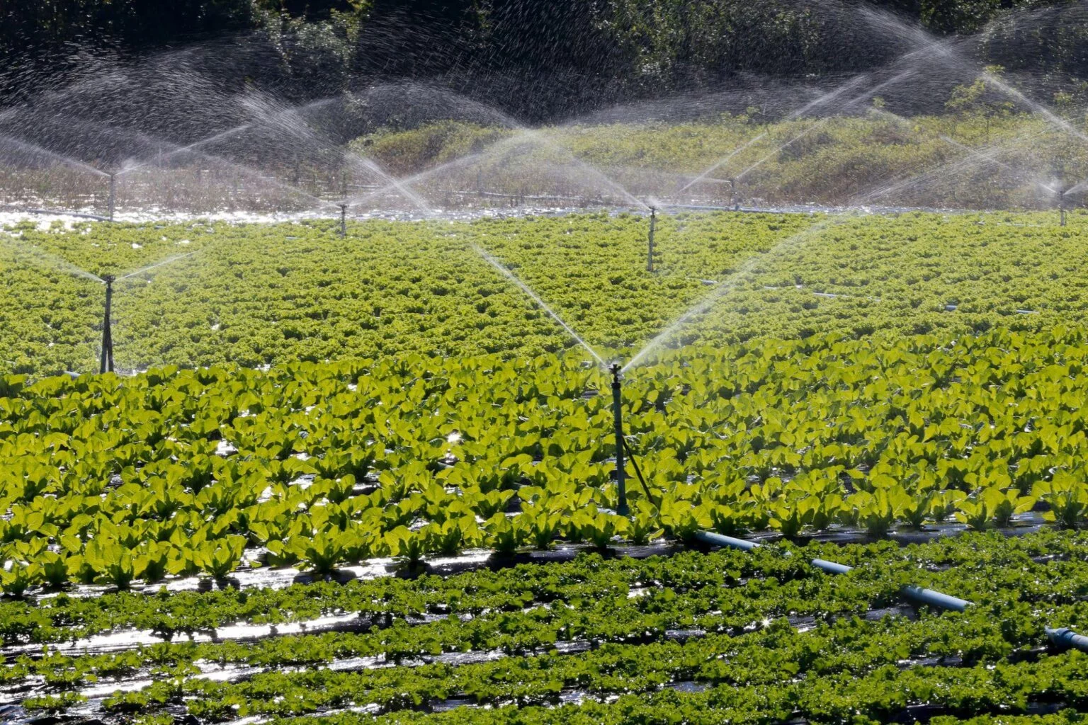 Projetos de Irrigação no Oeste Baiano Alcançam R$ 633 Milhões em Valor de Produção