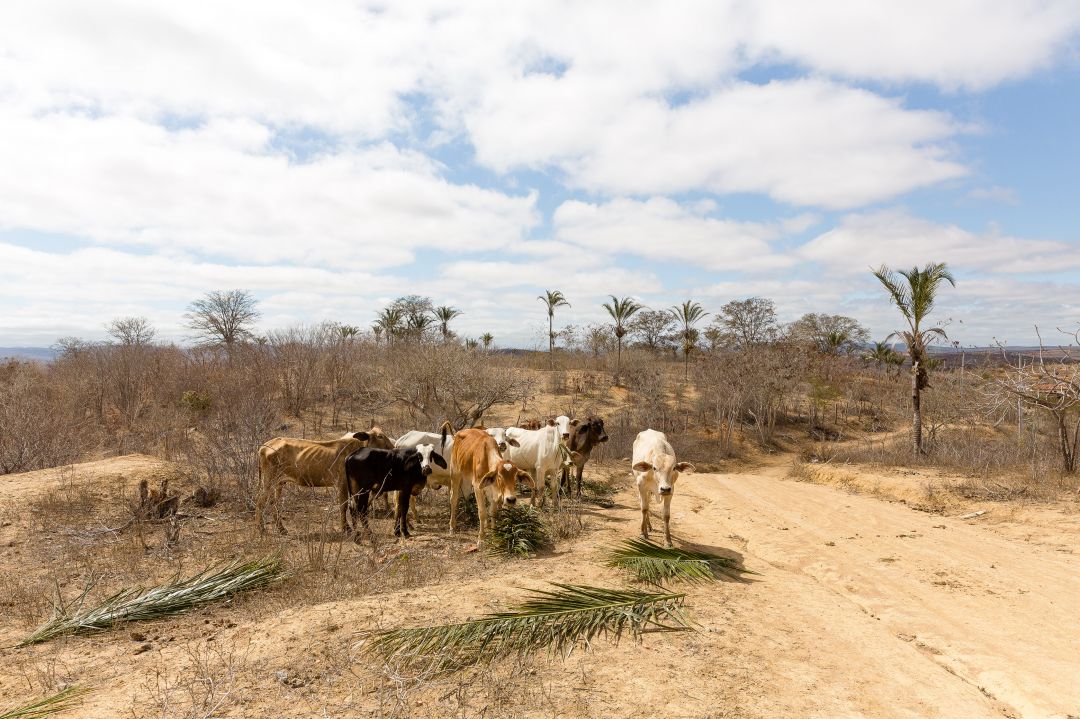 Agronegócio no Oeste Baiano: O Desafio das Secas nas Zonas Rurais