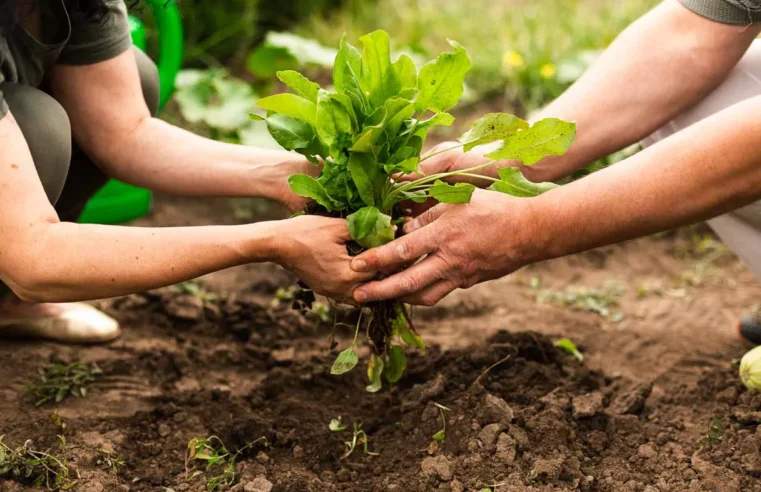 Unidos pela terra: o poder do cooperativismo na agricultura familiar