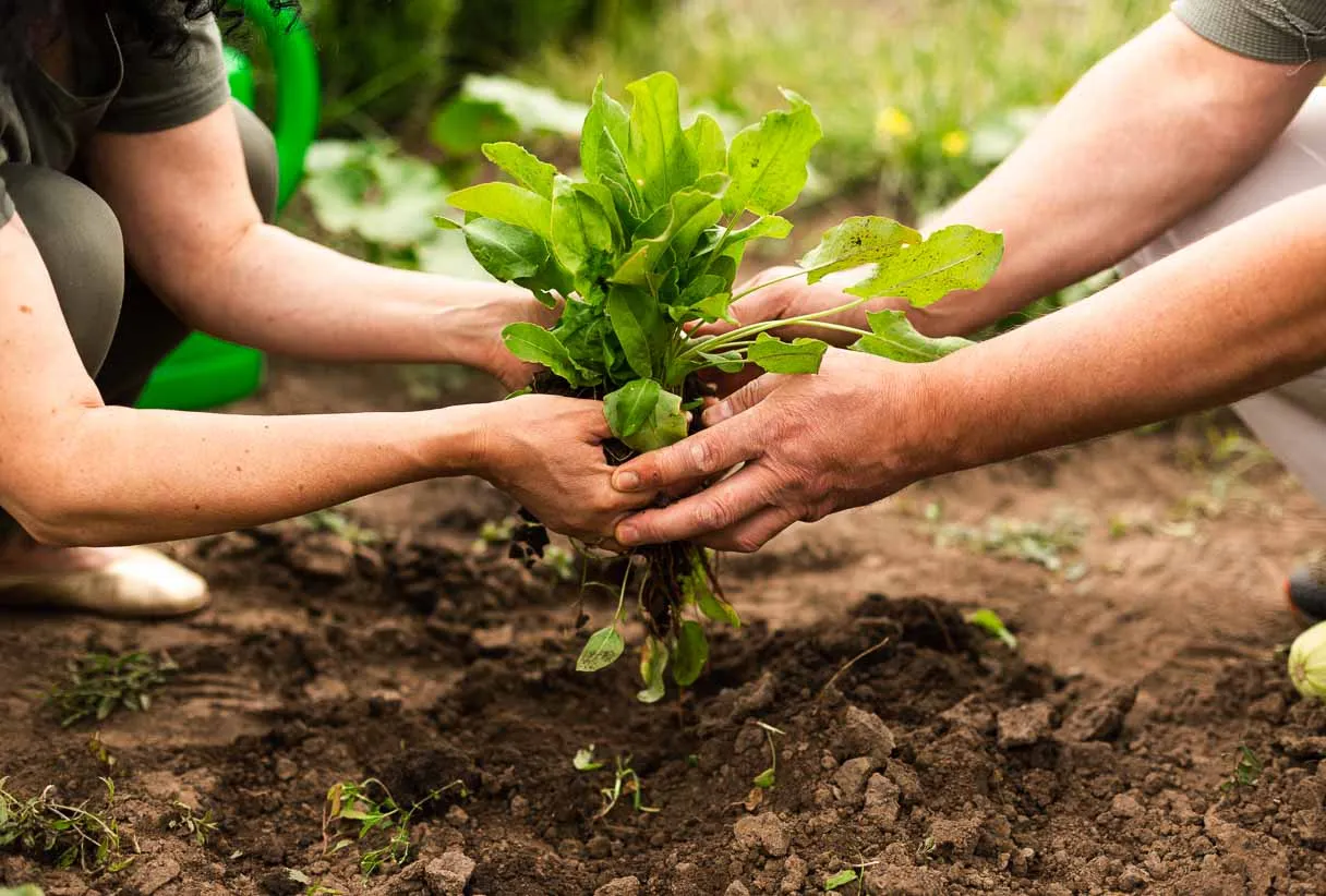 Unidos pela terra: o poder do cooperativismo na agricultura familiar