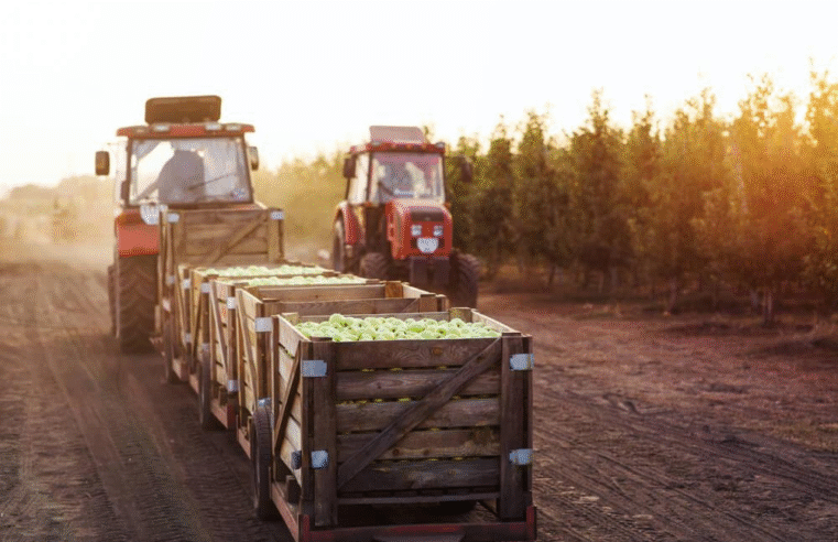 Do campo à cidade: Os desafios logísticos da produção agrícola no oeste baiano