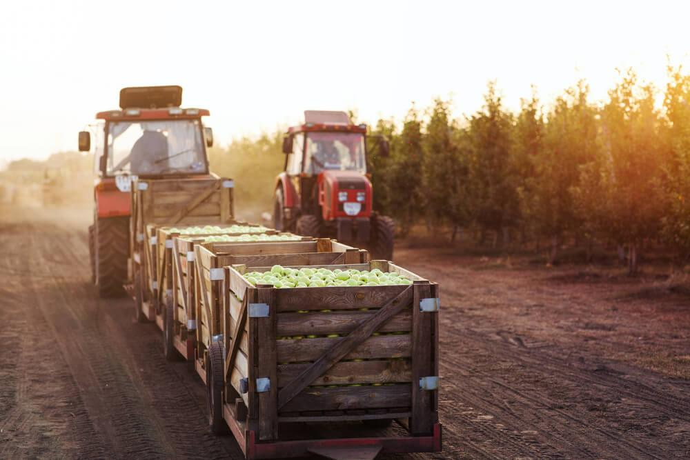 Do campo à cidade: Os desafios logísticos da produção agrícola no oeste baiano